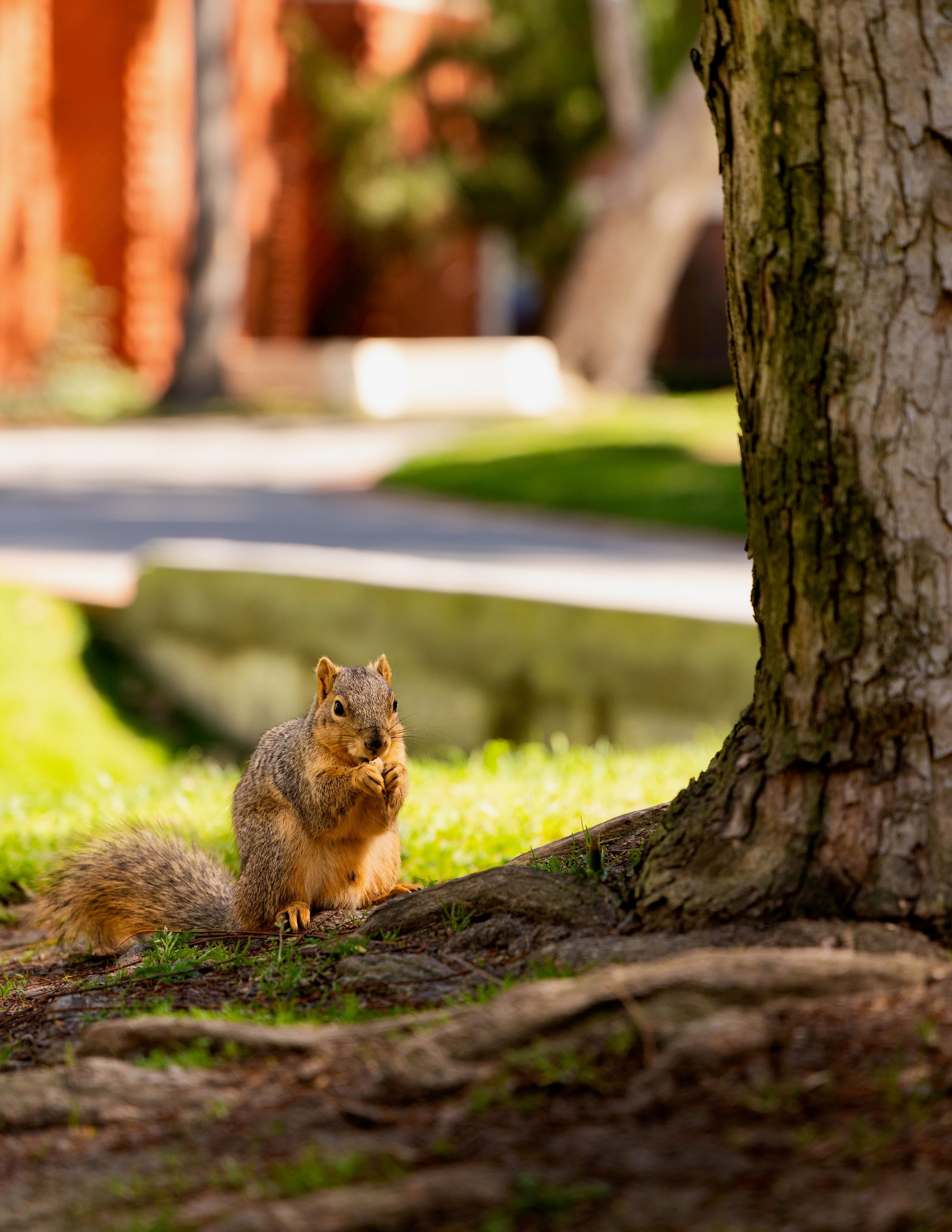 Squirrel eating next to a tree.